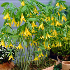 Uvularia grandiflora - Jagodowiec wielkokwiatowy