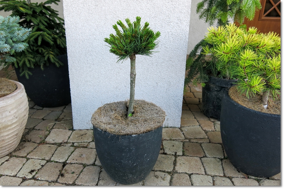 Pinus parviflora 'Myo-jo' - piękna miniaturka !!!