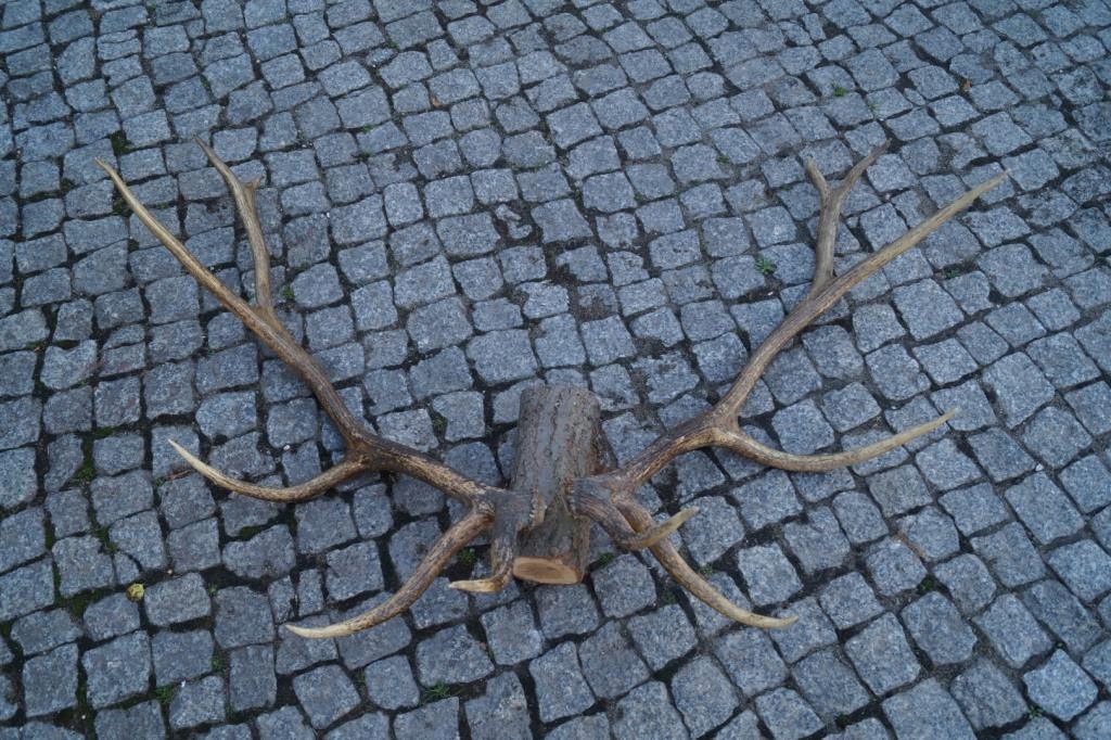 poroże jelenia Kanadyjskiego, wapiti, trofea