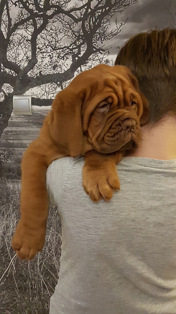 Szczeniaki Dogue de Bordeaux po Championach, Dog