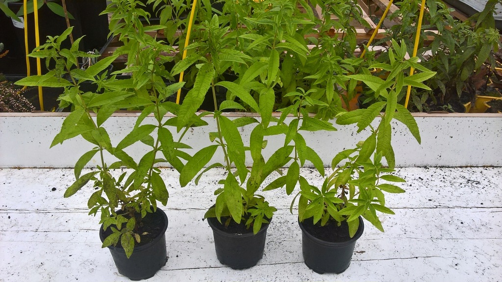 Werbena cytrynowa (sadzonka)