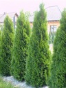 THUJA TUJA SMARAGD KVETINÁČ P9 LACNO SMARAGD Hmotnosť (s balením) 0.3 kg