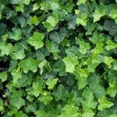 М Плющ HEDERA HELIX EVER GREEN 10-20 СМ.