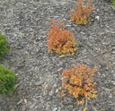 Tavoľník Japonský kvetináč p9 Pekný listnatý ker! Rastlinná forma sadenice v nádobe do 0,5 l