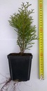 THUJA TUJA SMARAGD KVETINÁČ P9 LACNO SMARAGD Výrobca iné