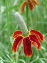 Nasturtium Väčší MIX - Semená 5g, Pestovateľská Rastlina s Jedlými Kvetmi Druh rastliny nasturtium