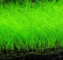 Аквариумные растения 3x Eleocharis Parvula XXL