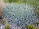 Vyfukovač piesku Vysoká modrá tráva P11 Rastlinná forma sadenice v nádobe s objemom 1 – 2 l