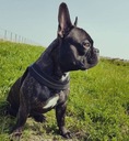 Шлейка для маленькой собаки 34-44см Мальтийский йорк TRE PONTI черная ДЫШАЩАЯ