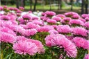 Aster čínský jehlový růžový 1 g – Legutko Druh rostliny astry