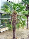 Mrazuvzdorná palma do - 20 C Hrubý štrk Fortunny pre záhradu semená Hmotnosť 1 g