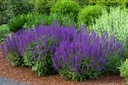 1000 semien ŠALVIA LEKÁRSKA (SALVIA OFFICINALIS) - 70 SEMIEN Farba kvetu fialová