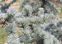 CEDRÁ ATLASKI (CEDRUS ATLANTICA) NA BONSAI SEMENÁ - 3 ks Krajina Maďarsko