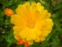 1000 semien NECHTÍKA LEKÁRSKEHO (CALENDULA OFFICINALIS) 50 SEMIEN Štýl japonská záhrada moderná záhrada skalka stredomorská záhrada vidiecka záhrada