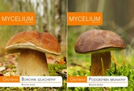 Mycélium Borovica ušľachtilá + Podhubie hnedé
