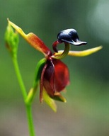 STORCZYK KACZKA - NASIONA