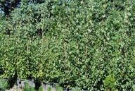 Brzoza DOORENBOS Czysto Biała Korowina wys. 300cm