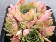 Rojnik 125 Hav. GLOW kuliste rozety