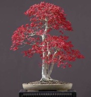 klon amerykański bonsai nasiona