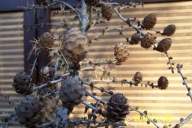 Modrzew szczepiony japoński Kiaki na pniu inny