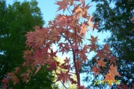 Klon Moet japoński szczepiony różowo-czerwony inny