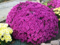 Chryzantema zimująca'' Ciemny róż ''dalia,róża.