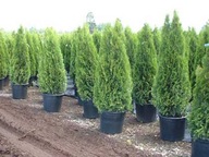 THUJA SZMARAGD 250cm+ 27L IGLAKI CZĘSTOCHOWA