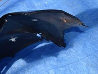 фото thumb №15, Lexus nx300h передний бампер перед