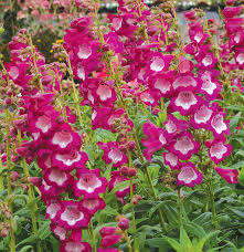 PENSTEMON HARTWEGO LOVELY FLOWERS MIX