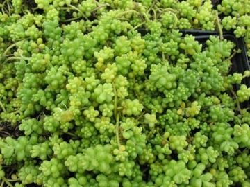 Sedum CHLOROTICUM – листья шарообразные.