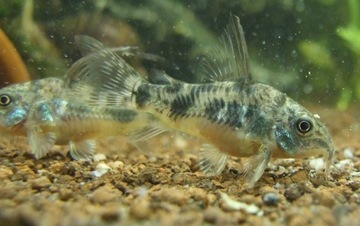 Рыбья кираса Кираса Corydoras paleatus