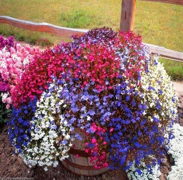 LOBELIA HANGING MIX Colors семена 0,01 г