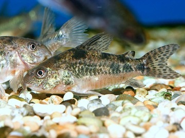 Рыбья кираса Кираса Corydoras paleatus