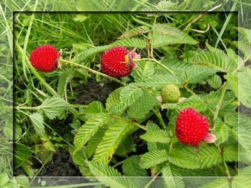 MALINOTRUSKAWKA MALINA PONĘTNA SMAK MALINY TRUSKAWKI SADZONKI PRODUCENT