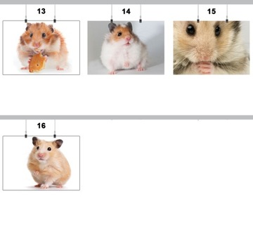 ПОСТЕР ХОМЯКИ ЖИВОТНЫЕ 50х70 СМ 16 МОДУЛЕЙ МАТОВЫЙ