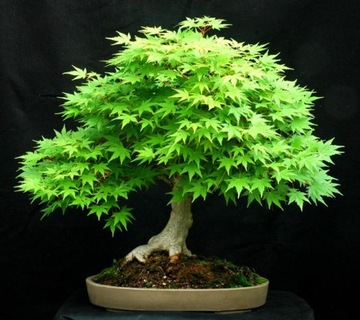 ДЛЯ БОНСАЙ ПАЛЬМЫ КЛЕН ДУМ. ЗЕЛЕНОЛИСТНОЙ (ACER PALMATUM) - 10 СЕМЯН