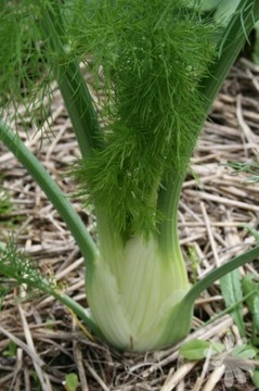 фенхель (FOENICULUM VULGARE)