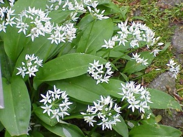 ХИТ ДИКИЙ ЧЕСНОК (ALLIUM URSINUM) 20 СЕМЯН