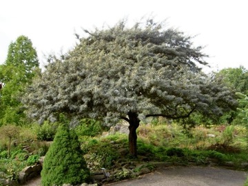 НА БОНСАЙ МОРСКАЯ СУКА HIPPOPHAE RAMNOIDES 50 СЕМЕН