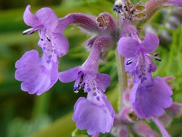 ПРЯНОСТИ КОШКА NEPETA CATARIA 500 США