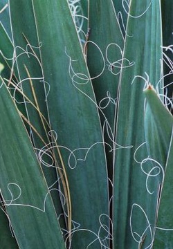 ЮККА КАРОЛИНА (YUCCA FILAMENTOSA) - 20 СЕМЯН