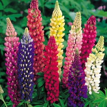 ПЕРМАНЕНТ ЛЮПЕНС LUPINUS POLYPHYLLUS RUSSEL 40 СЕМЕН