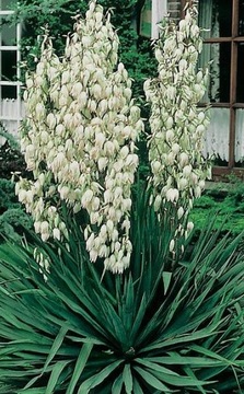 ЮККА КАРОЛИНА (YUCCA FILAMENTOSA) - 20 СЕМЯН