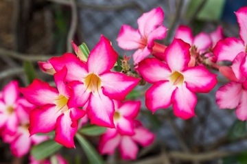 ДЛЯ БОНСАЙ ПУСТЫННАЯ РОЗА ADENIUM OBESUM ДЛЯ БОНСАЙ 3 СЕМЯНА