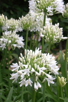 БЕЛАЯ АФРИКАНСКАЯ ЛИЛИЯ (AGAPANTHUS PRACOX ALBA) 5 СЕМЯН