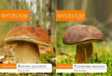 Mycelium boogie noble + bindweed brown, фото