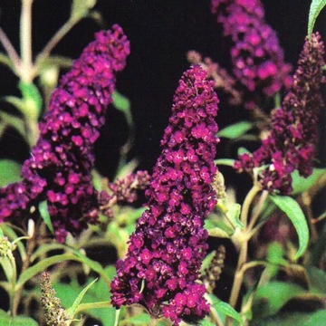 Buddha fuksjowa fuchsia as kwieciste languages., фото