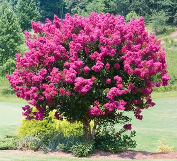 Lagerstroemia indica color combination 20 seed, фото