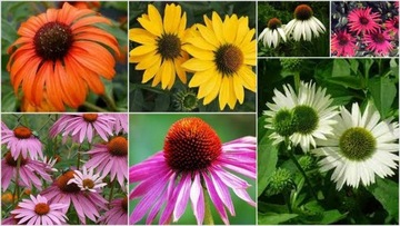 ECHINACEA JEŻÓWKA PURPUROWA MIODODAJNA MIX