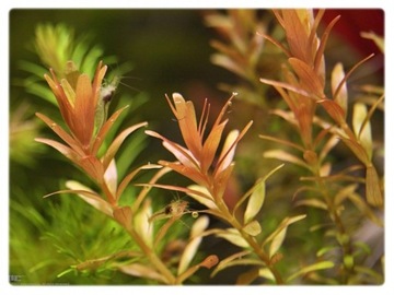49. Rotala Rotundifolia (Indica) in vitro 10szt